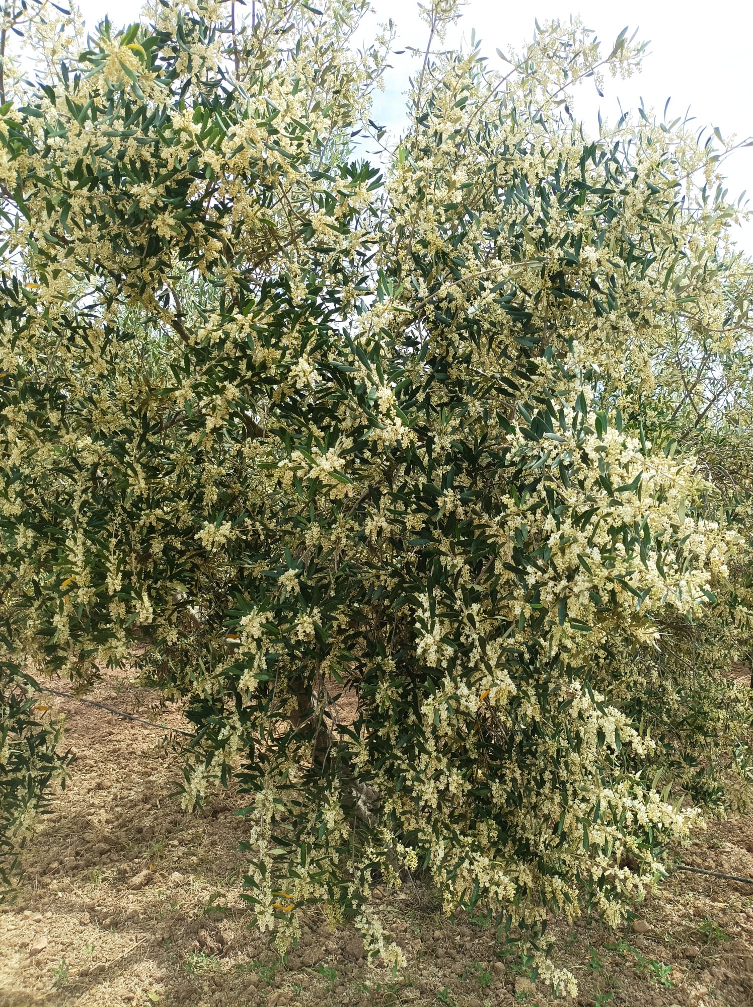 OLIVOS EN FLOR